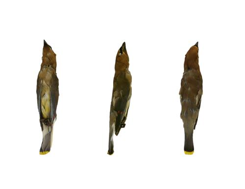 Cedar Waxwing